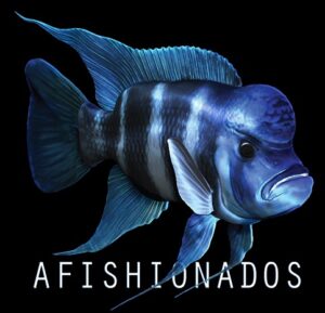 JANUARY 6, 2025 : Club Meeting